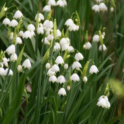leucojum-aestivum
