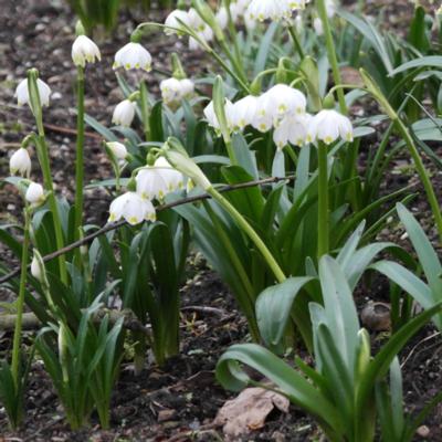 leucojum-vernum-var-carpathicum-podpolozje