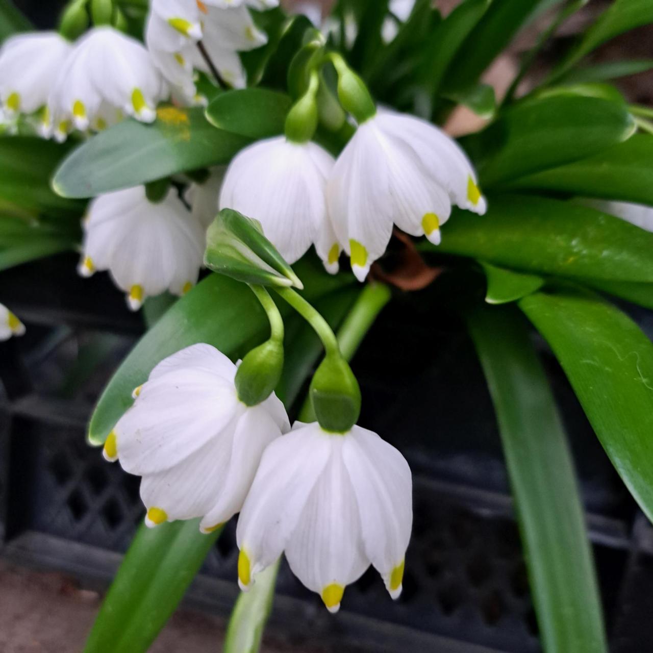 Leucojum vernum var. carpathicum twin headed form plant