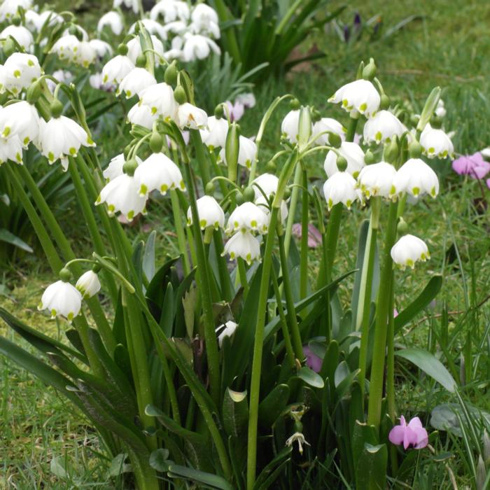 Leucojum vernum plant