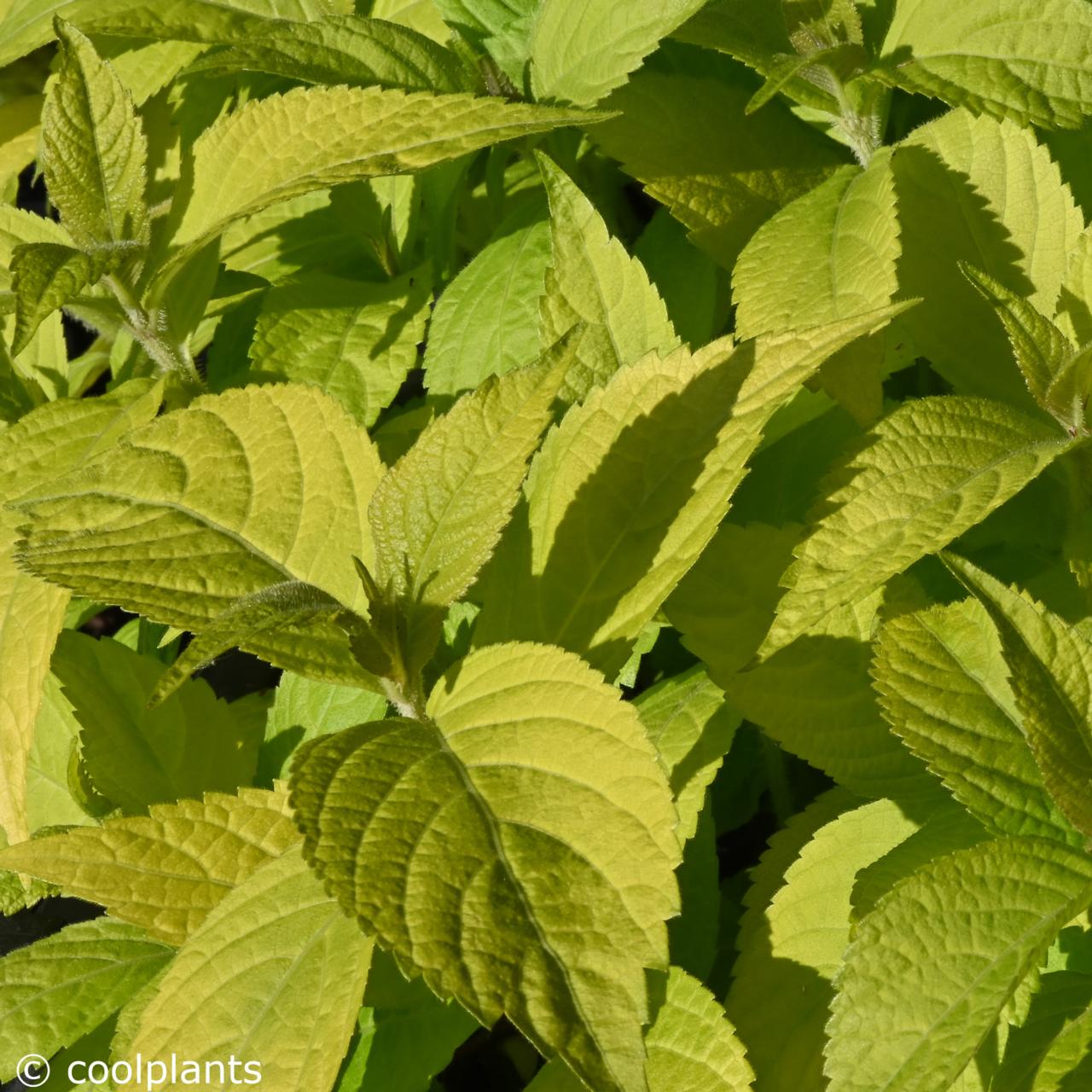 Leucosceptrum japonicum 'Golden Angel' plant