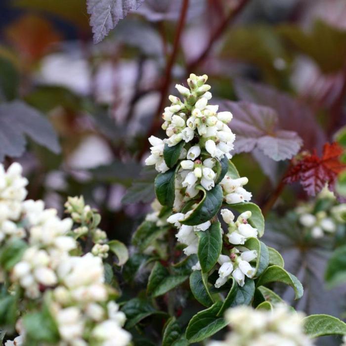 Leucothoe axillaris 'Twisting Red' plant