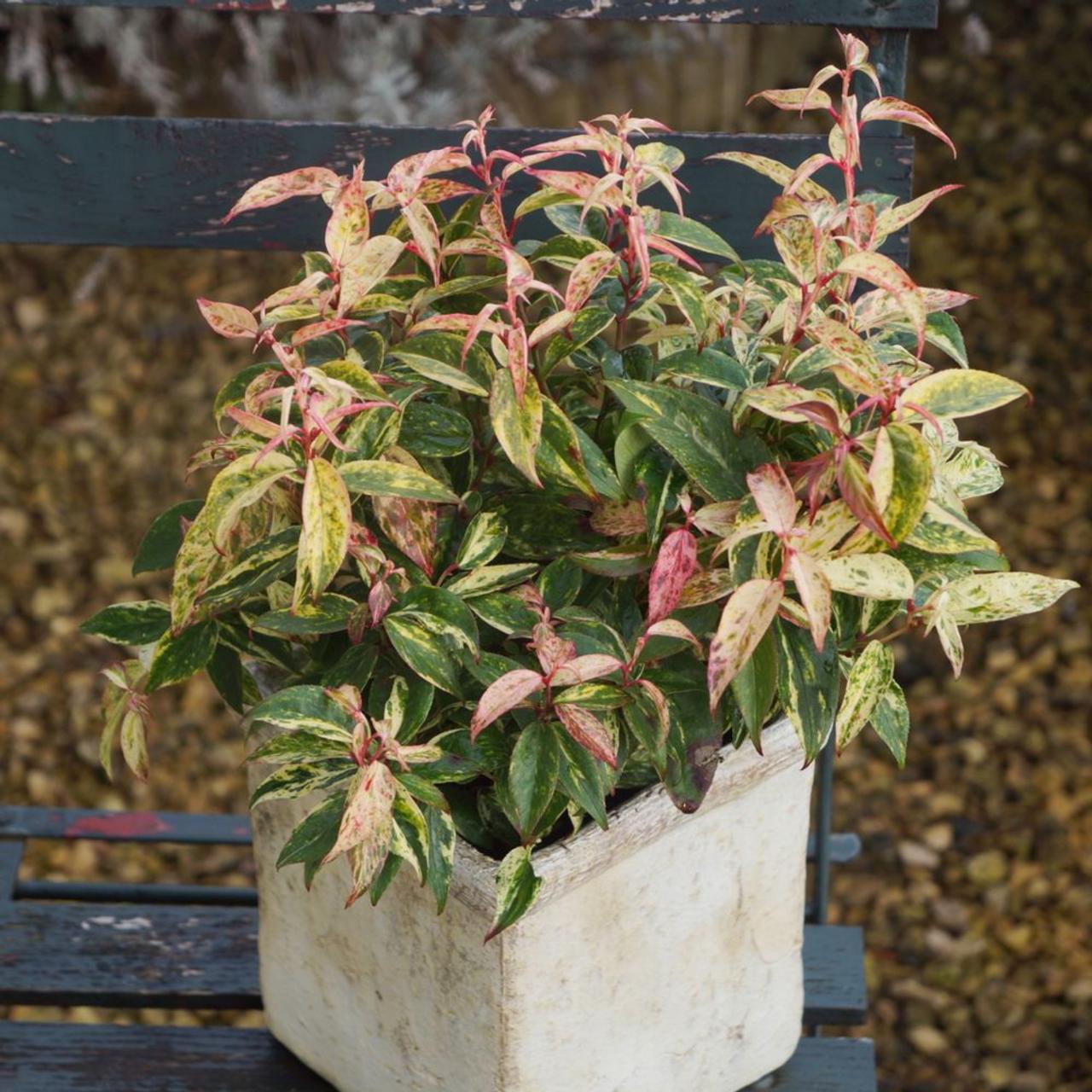 Leucothoe fontanesiana 'Makijaz' plant