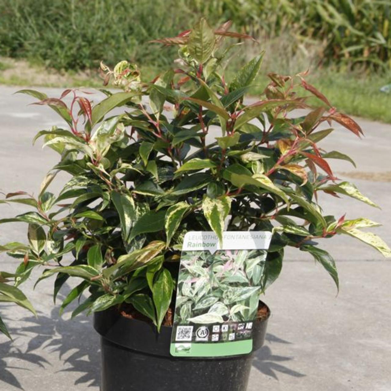 Leucothoe fontanesiana 'Rainbow' plant