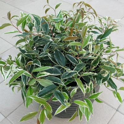 leucothoe-fontanesiana-whitewater