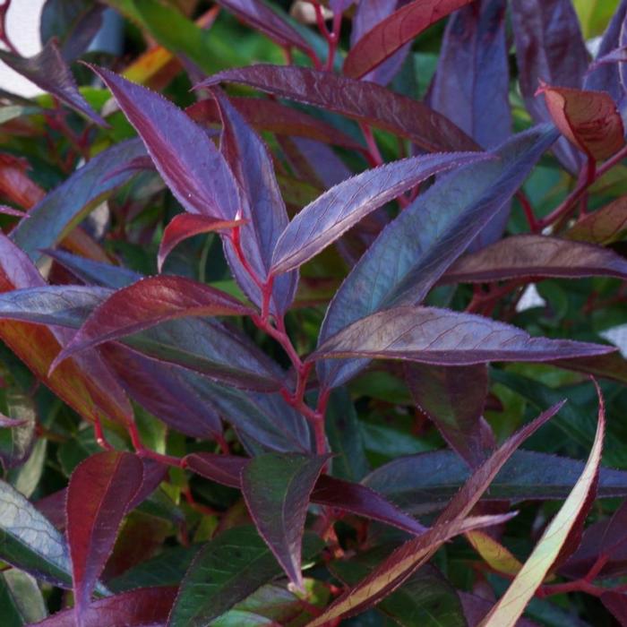 Leucothoe keiskei 'Burning Love' plant