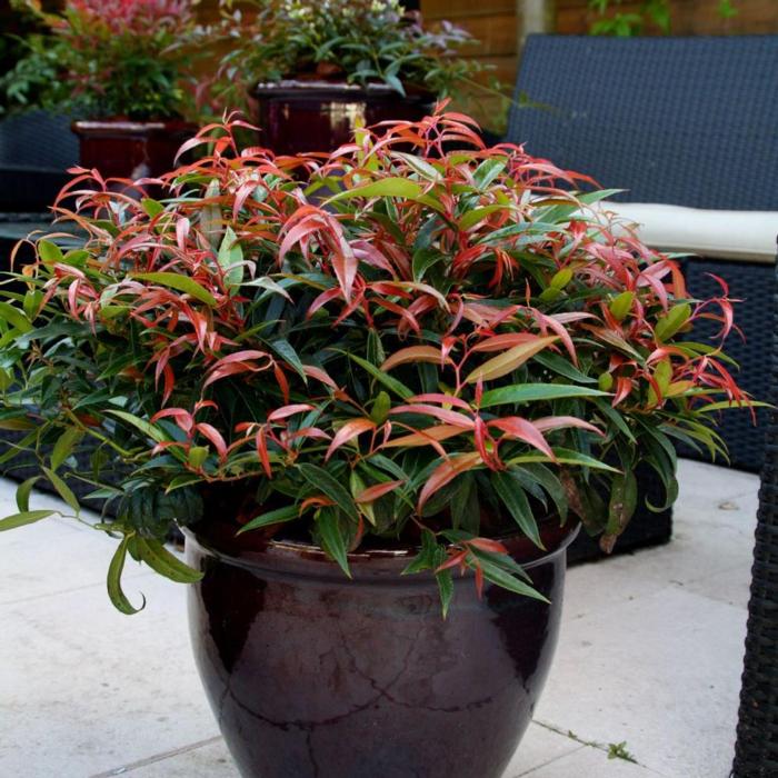 Leucothoe keiskei 'Burning Love' plant