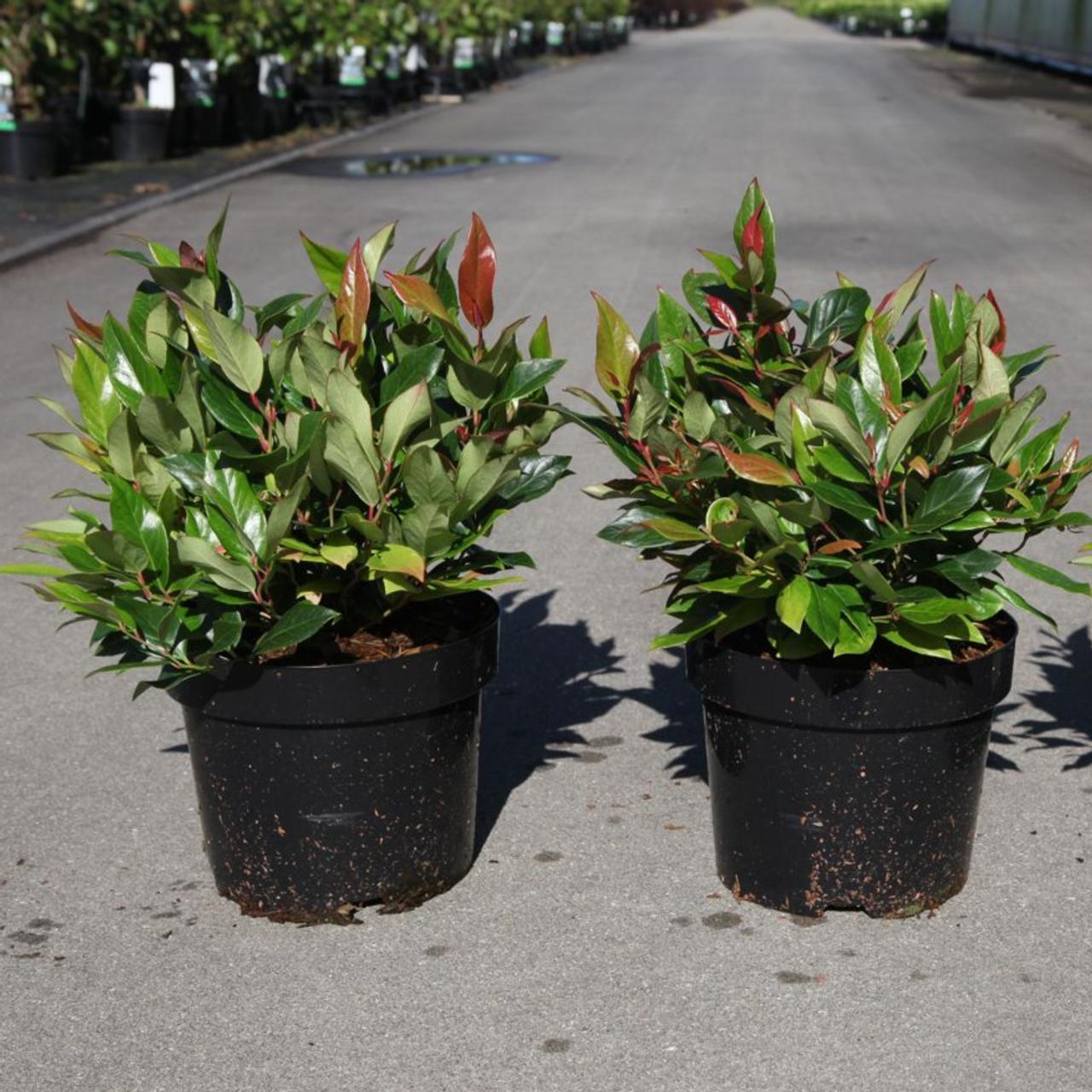 Leucothoe 'Scarletta' plant