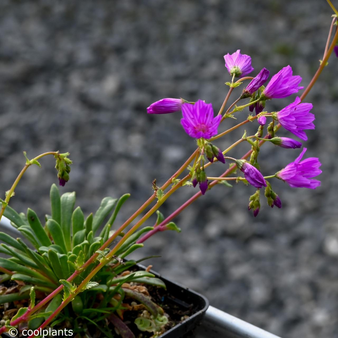 Lewisia leana plant