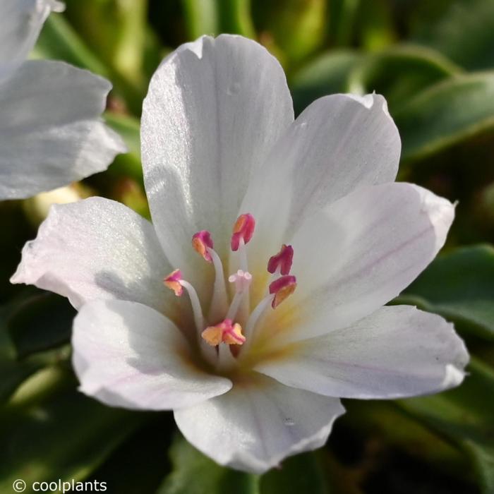 Lewisia 'Little Snowberry' plant