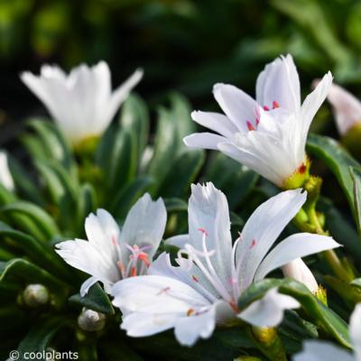 lewisia-little-snowberry