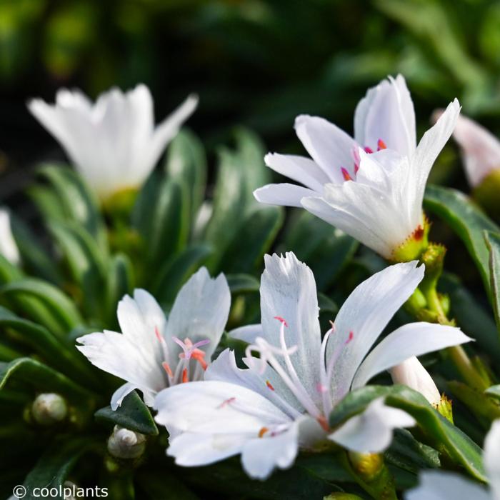 Lewisia 'Little Snowberry' plant