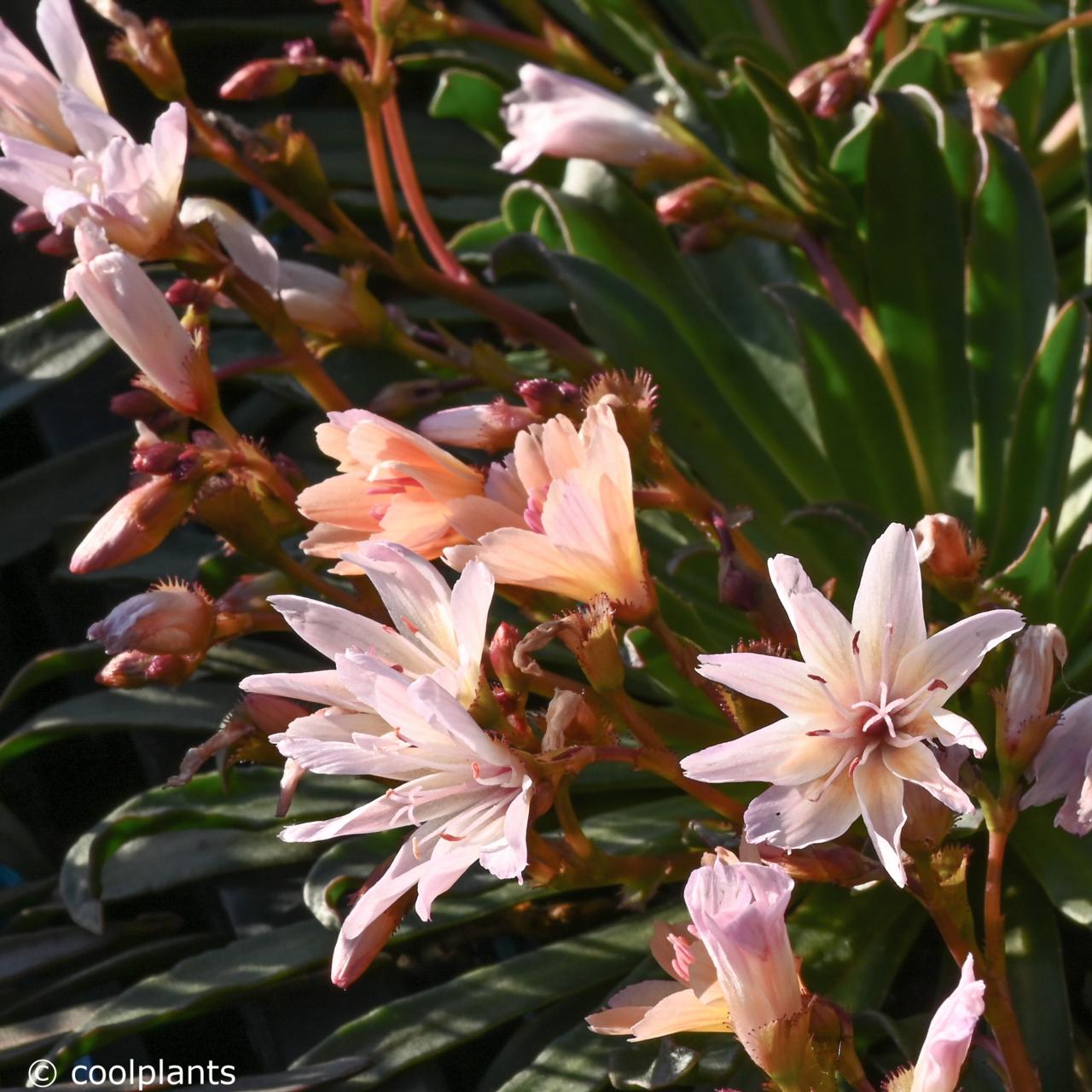 Lewisia longipetala 'Little Peach' plant