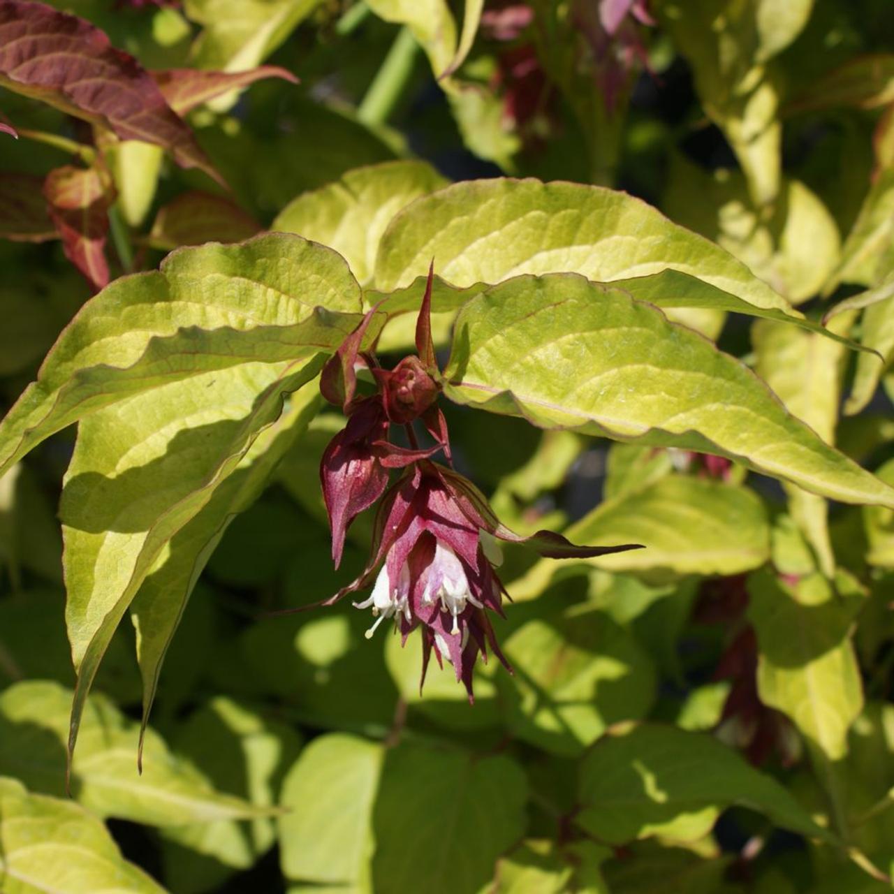 Leycesteria formosa 'Golden Lanterns' plant