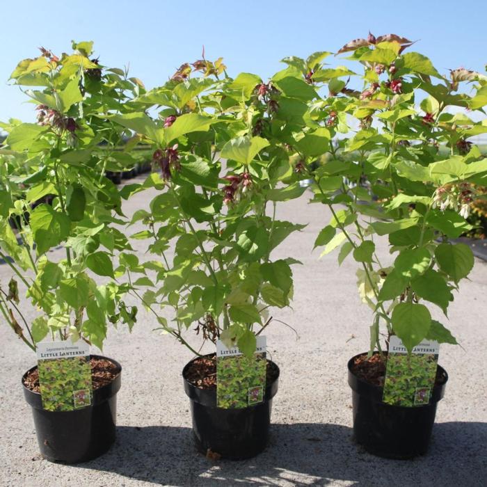 Leycesteria formosa LITTLE LANTERNS plant