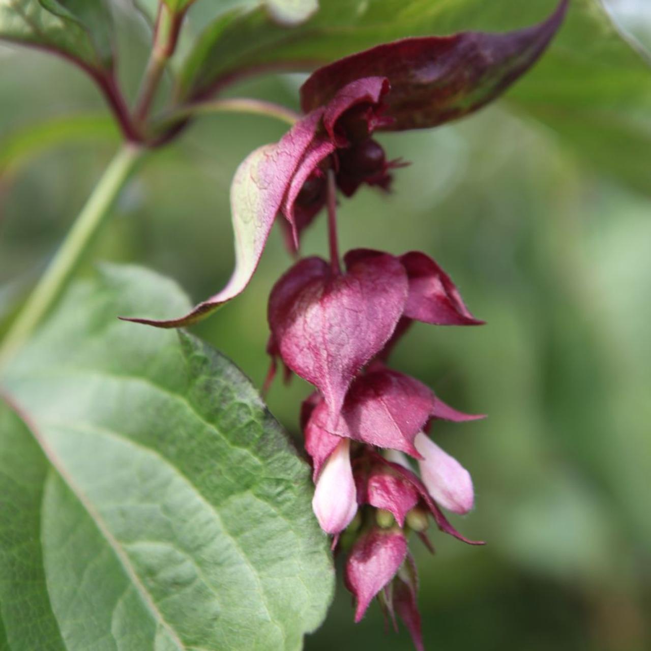 Leycesteria formosa 'Purple Rain' plant