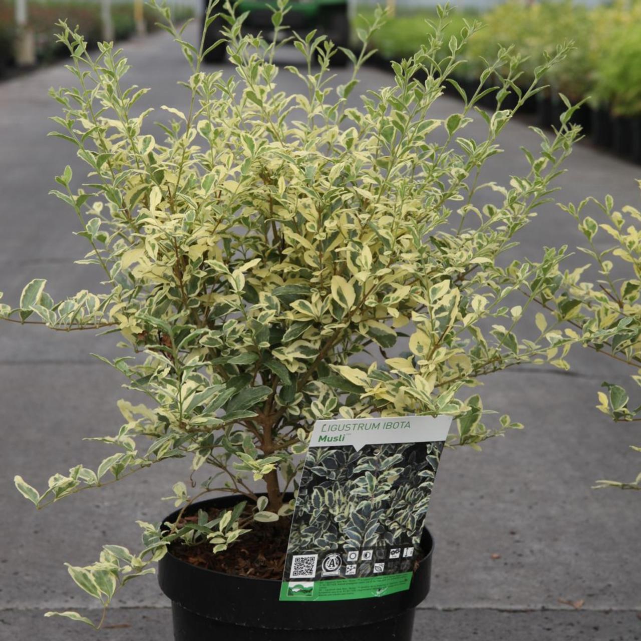 Ligustrum ibota 'Musli' plant