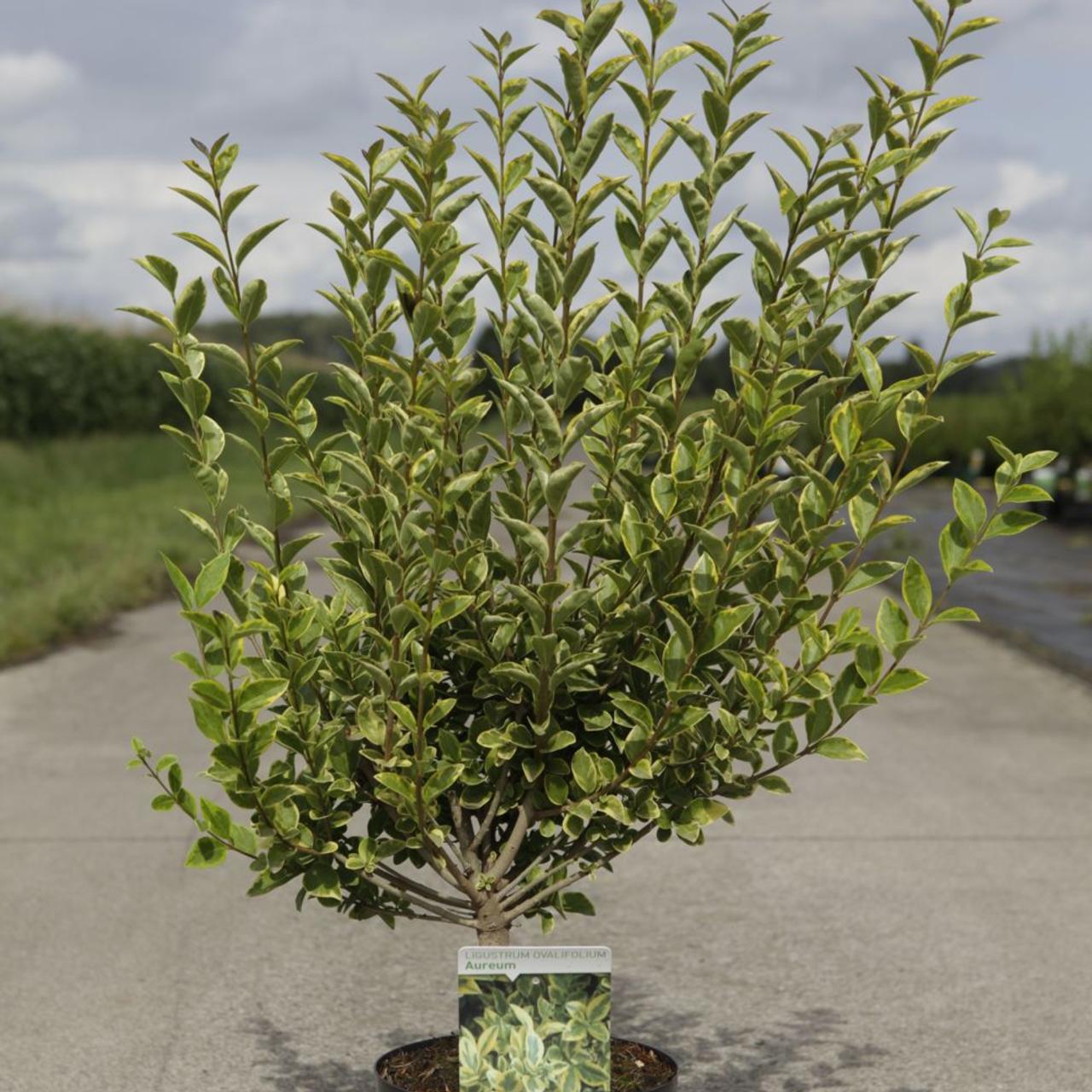 Ligustrum ovalifolium 'Aureum' plant