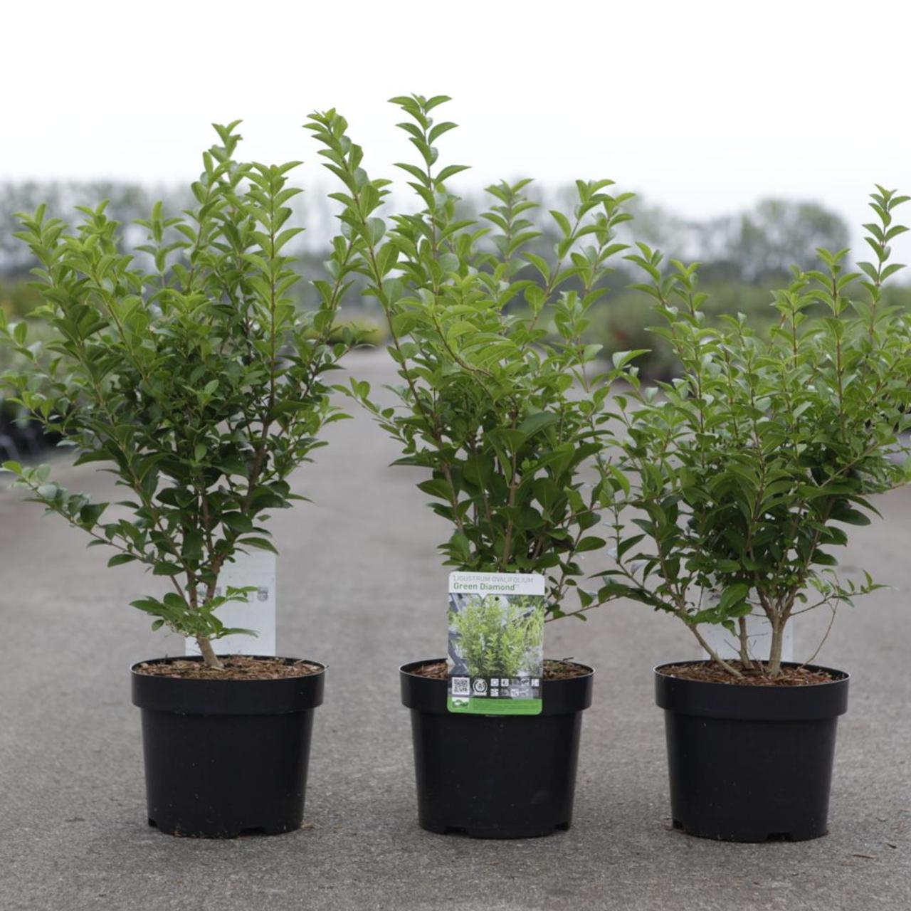 Ligustrum ovalifolium 'Green Diamond' plant