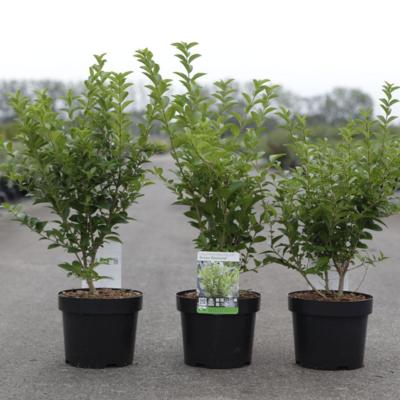 ligustrum-ovalifolium-green-diamond