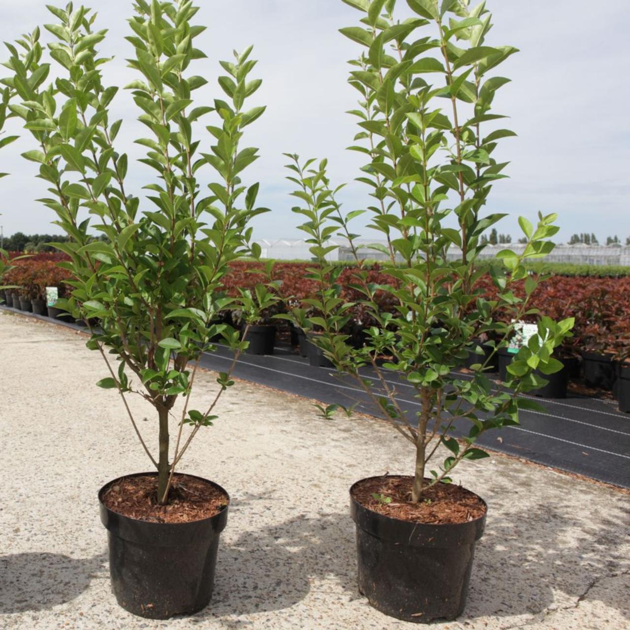 Ligustrum ovalifolium plant