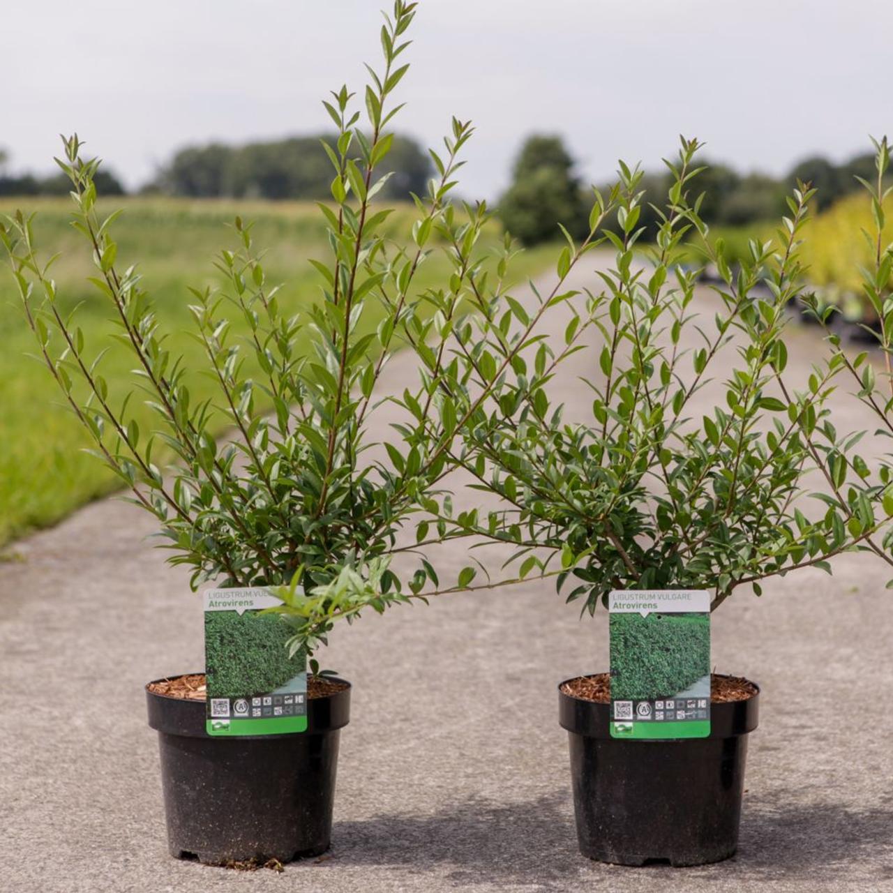 Ligustrum vulgare 'Atrovirens' plant