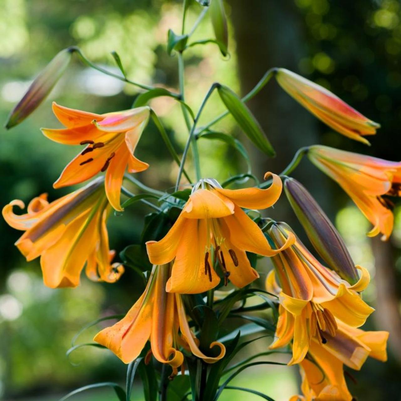 Lilium 'African Queen' plant