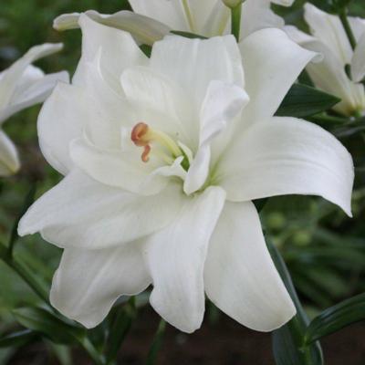 lilium-annemaries-dream