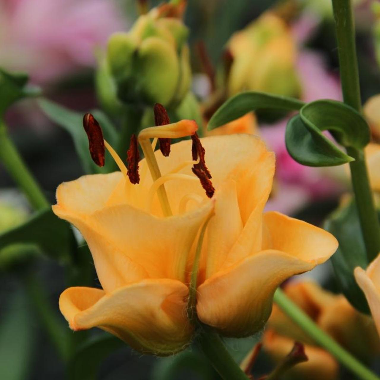 Lilium 'Apricot Fudge' plant