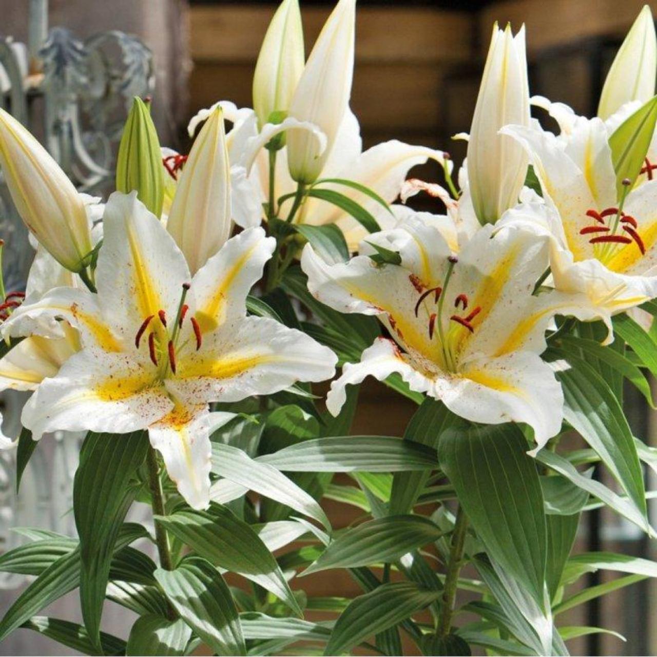 Lilium 'Baferrari' plant