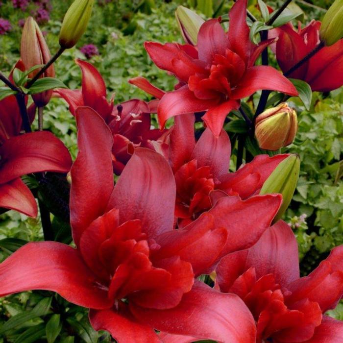 Lilium 'Bald Eagle' plant