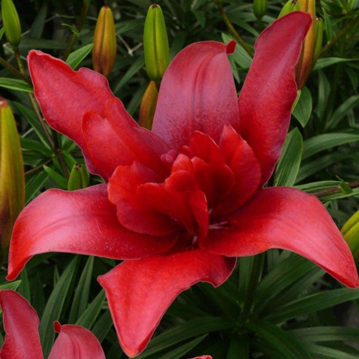 Lilium 'Bald Eagle' plant