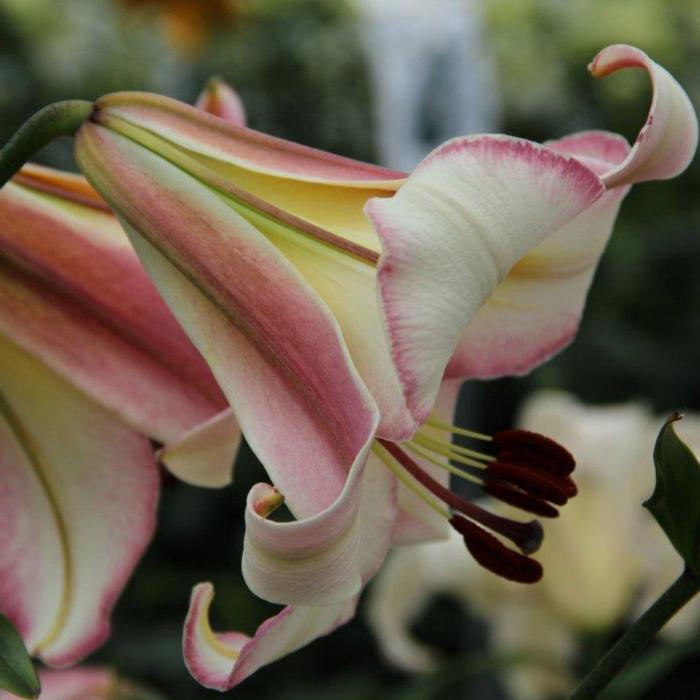 Lilium 'Beijing Moon'  plant