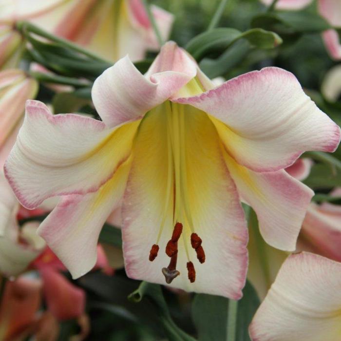 Lilium 'Beijing Moon'  plant