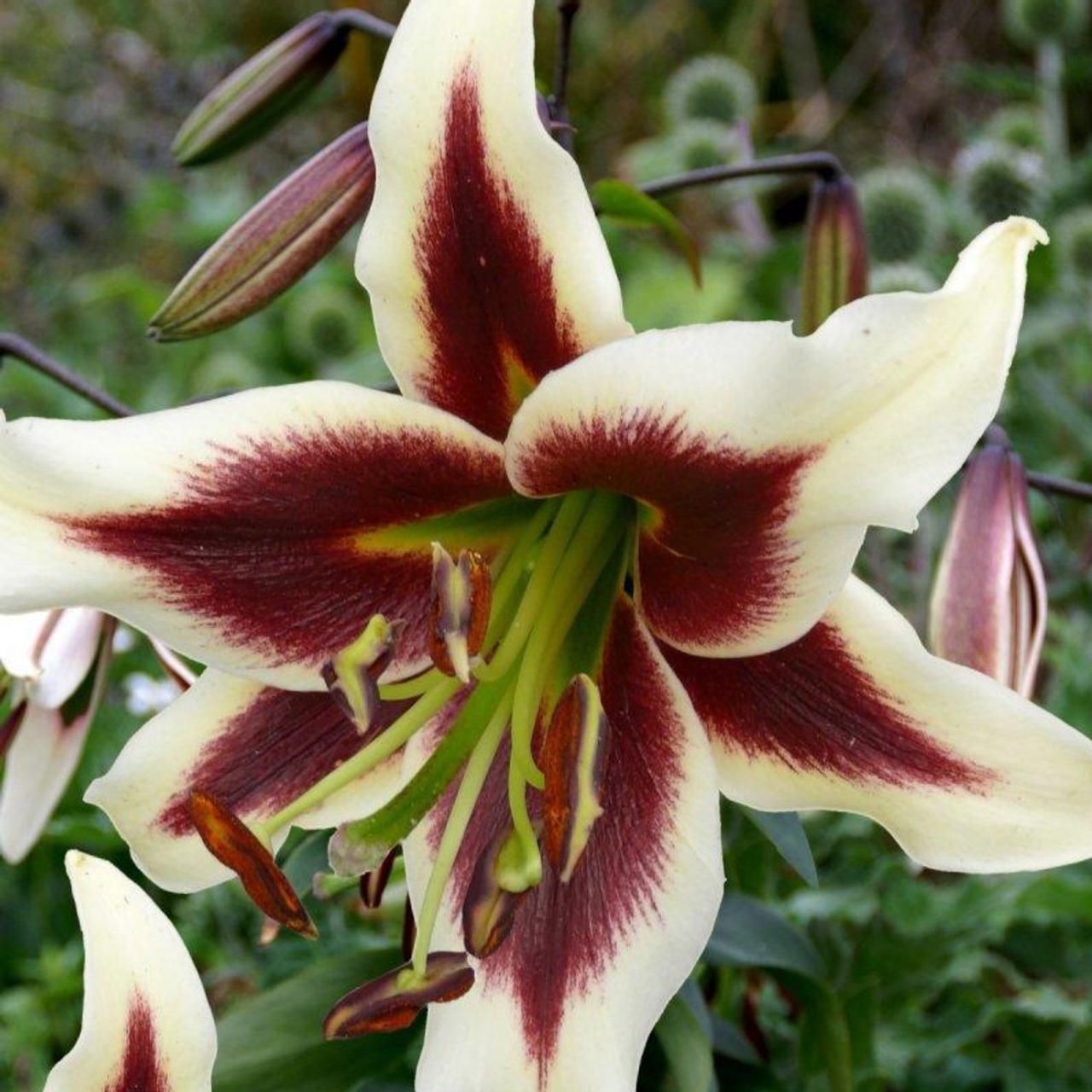 Lilium 'Beverly Dreams'  plant