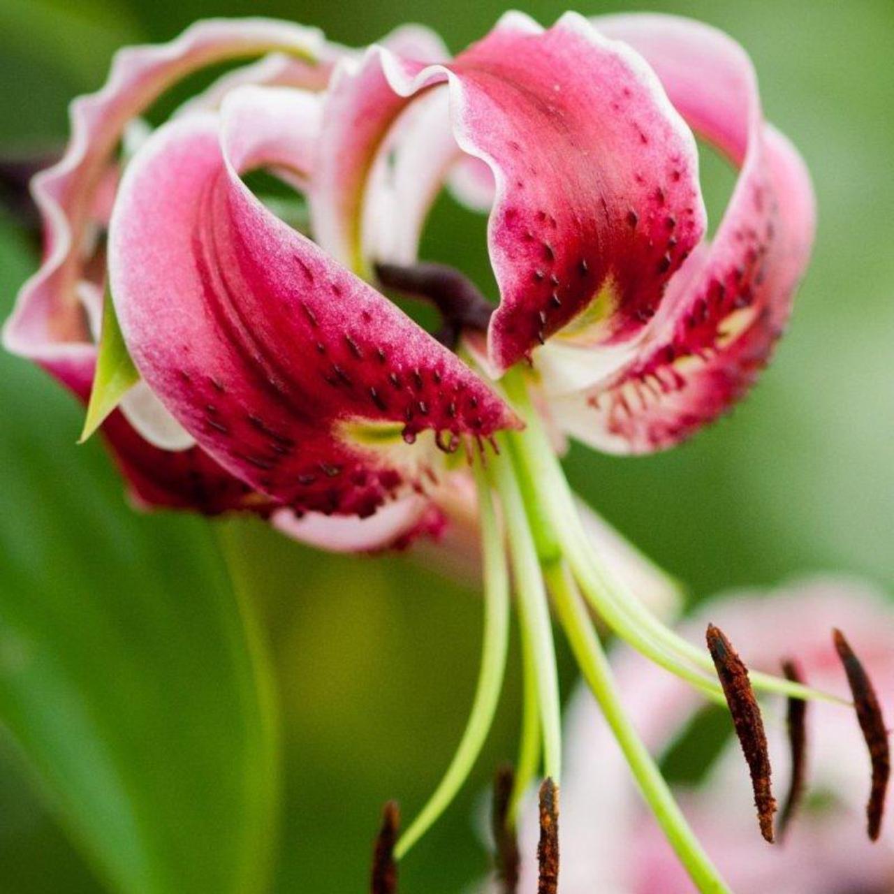 Lilium 'Black Beauty' plant