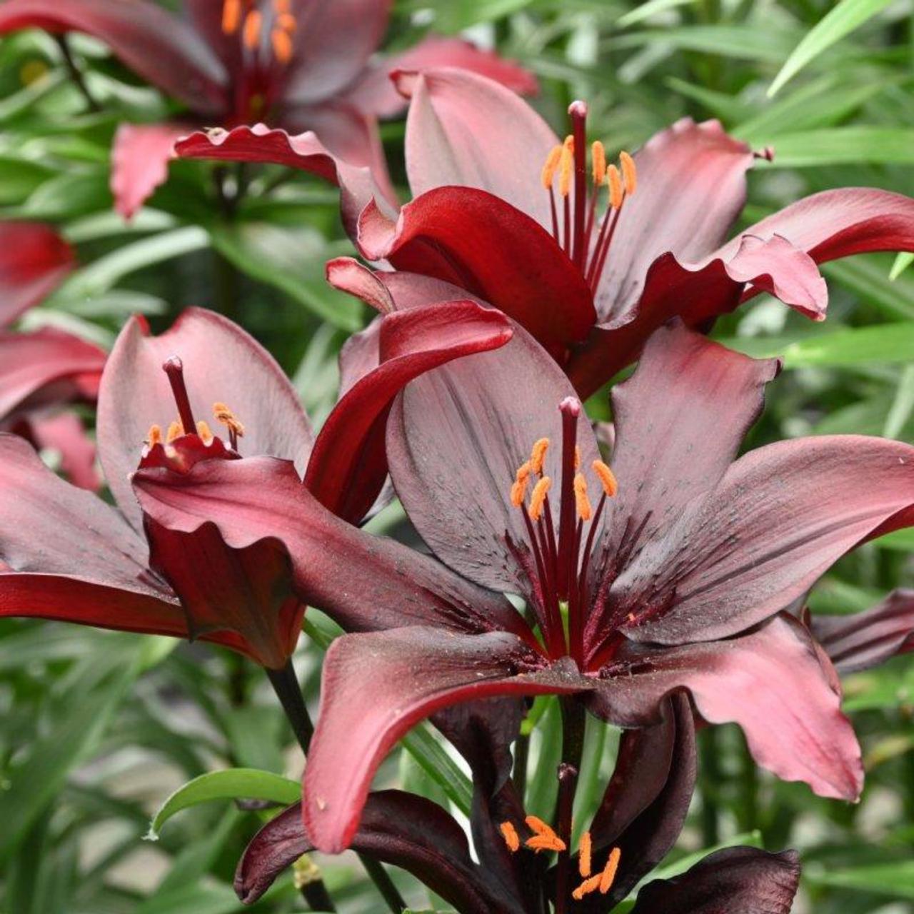 Lilium 'Blacklist' plant