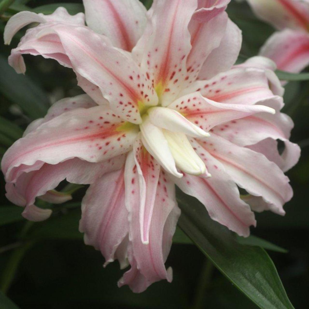lilium-broken-heart Lilium 'Broken Heart' plant