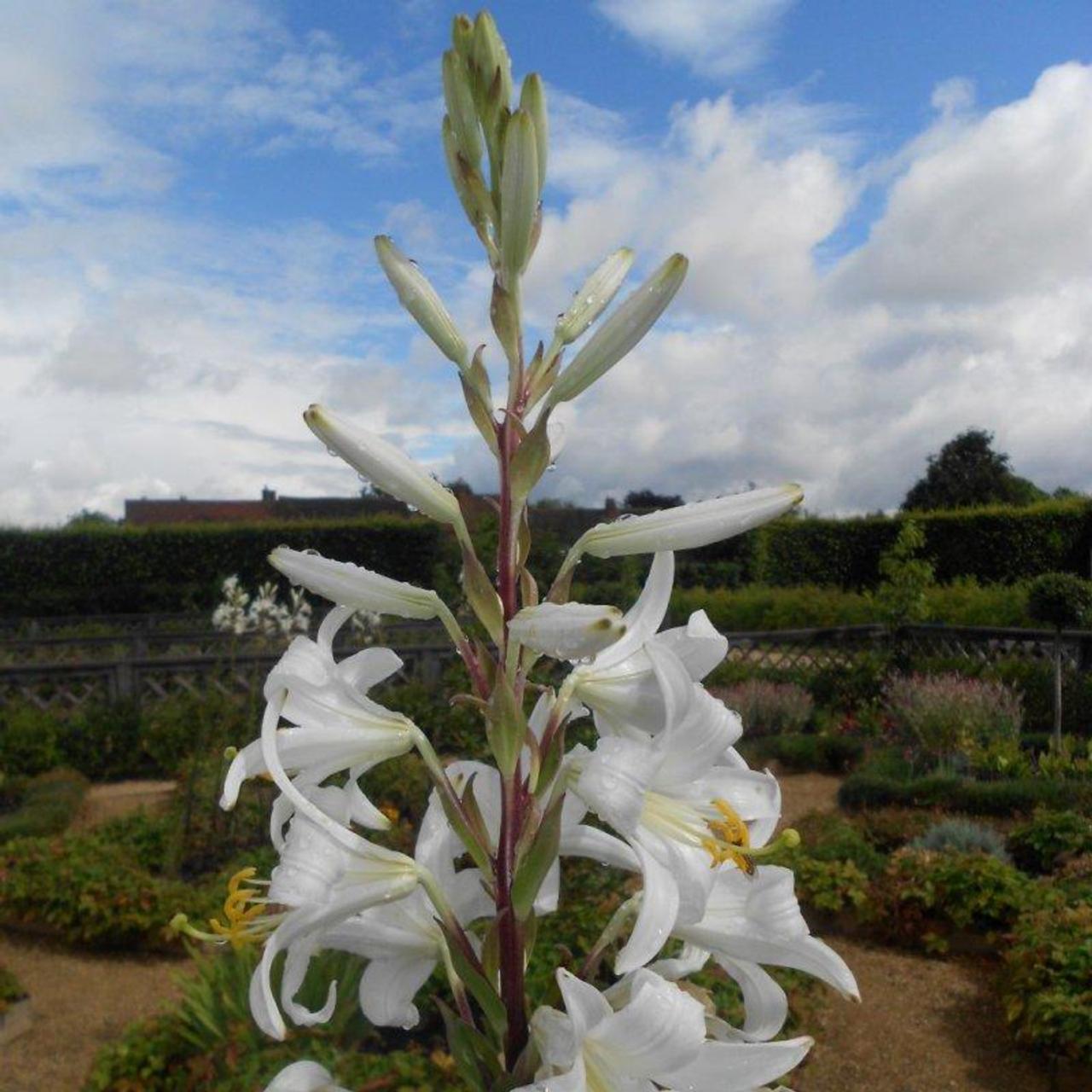 Lilium candidum plant