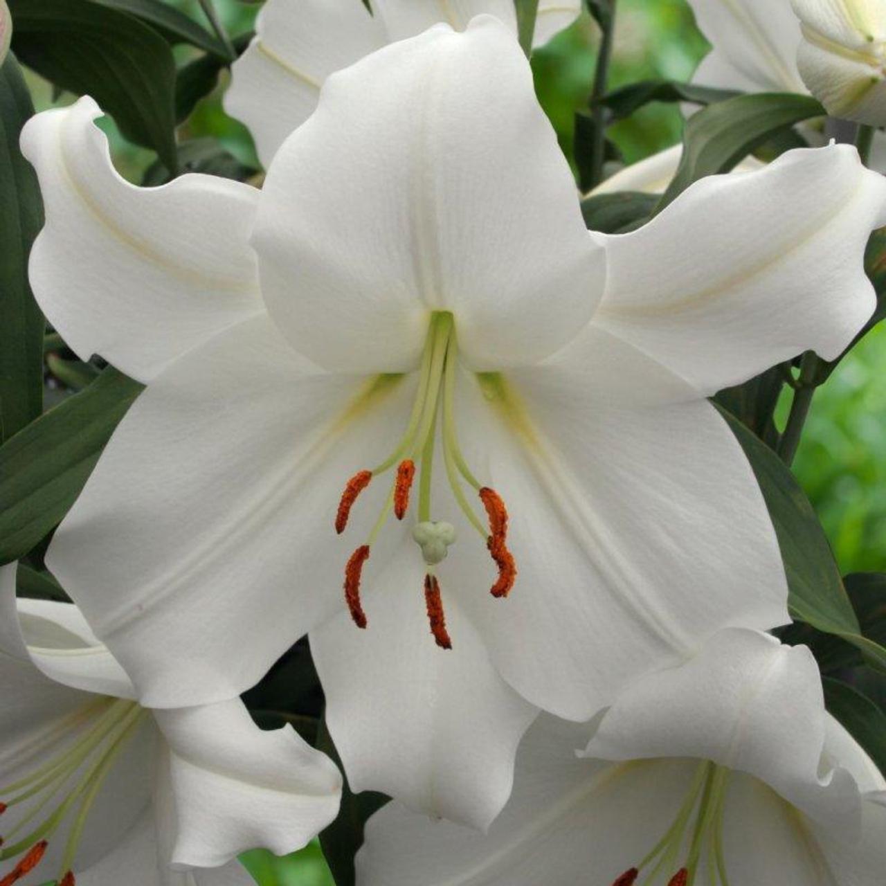 Lilium 'Casa Blanca' plant