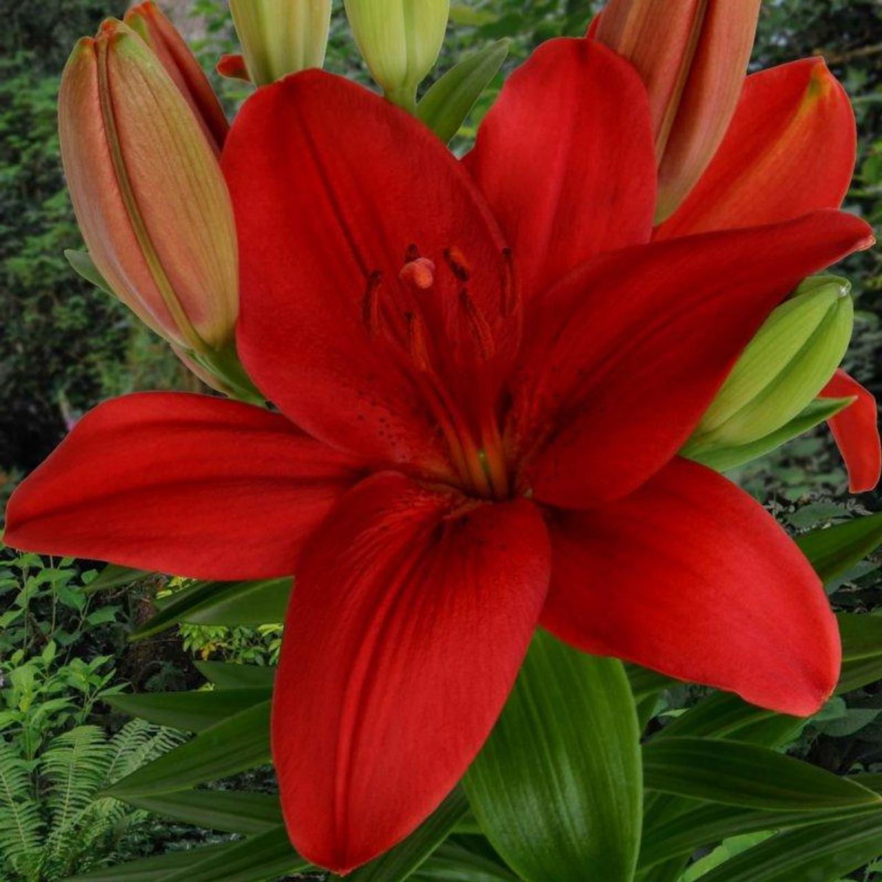 Lilium 'Cascavel' plant