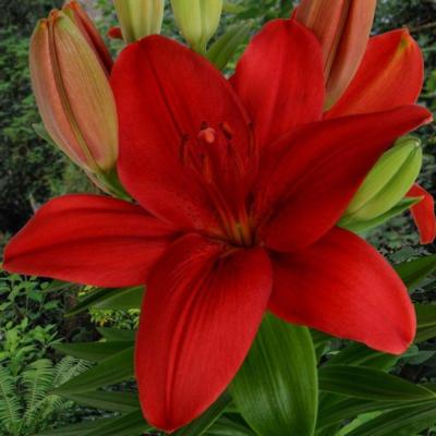 lilium-cascavel