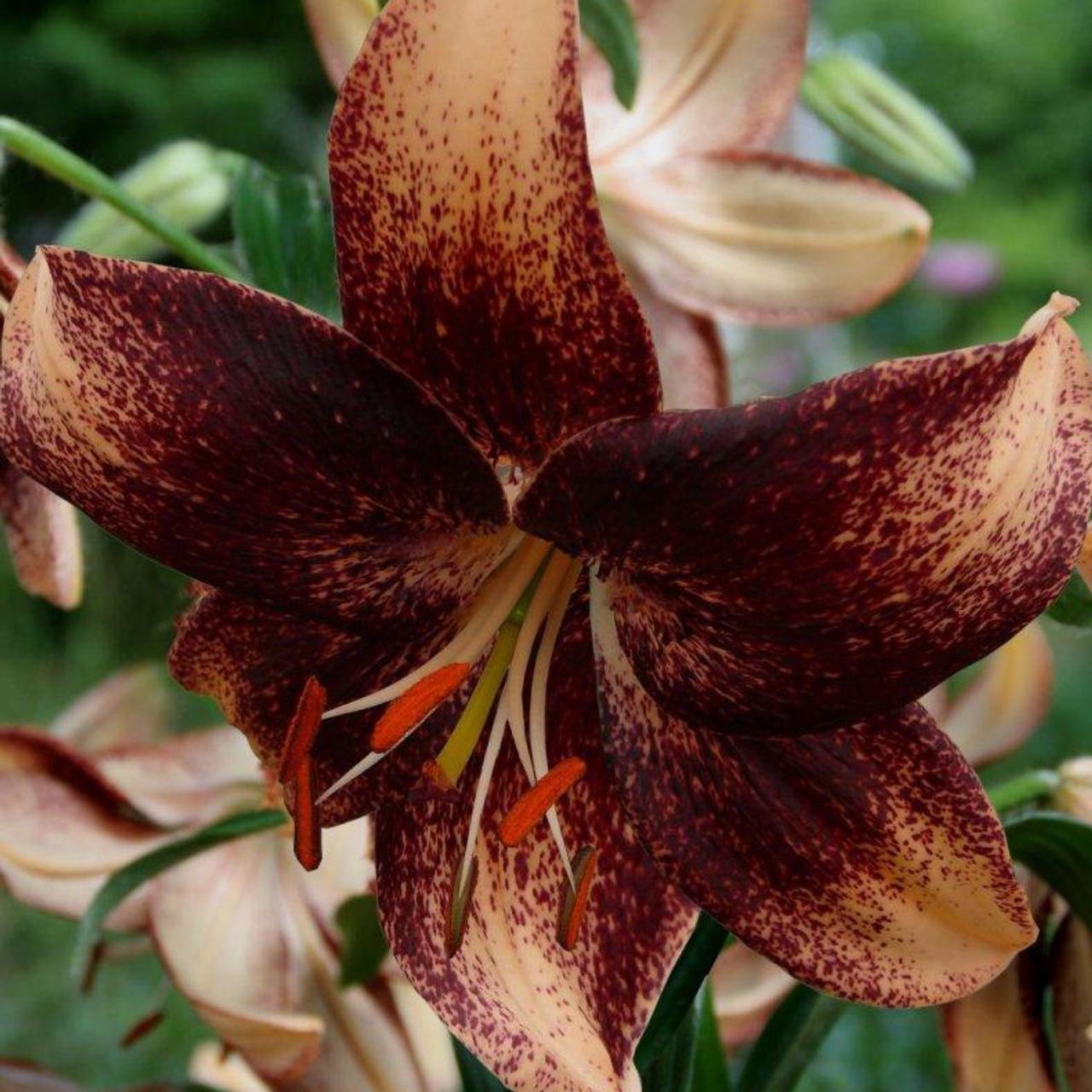 Lilium 'Chocolate Event' plant