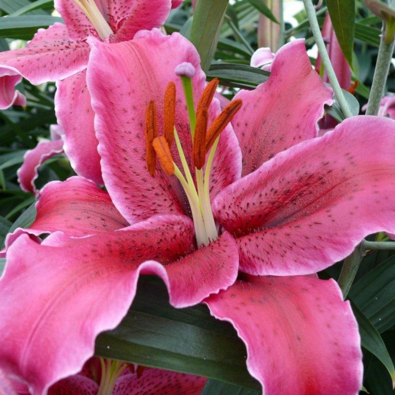 Lilium 'Corvara' plant