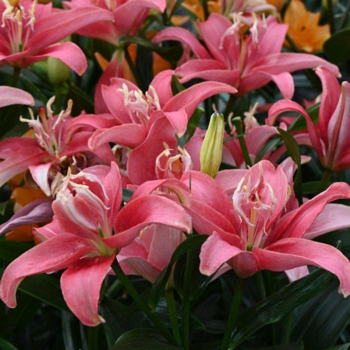 Lilium 'Double Lady' plant