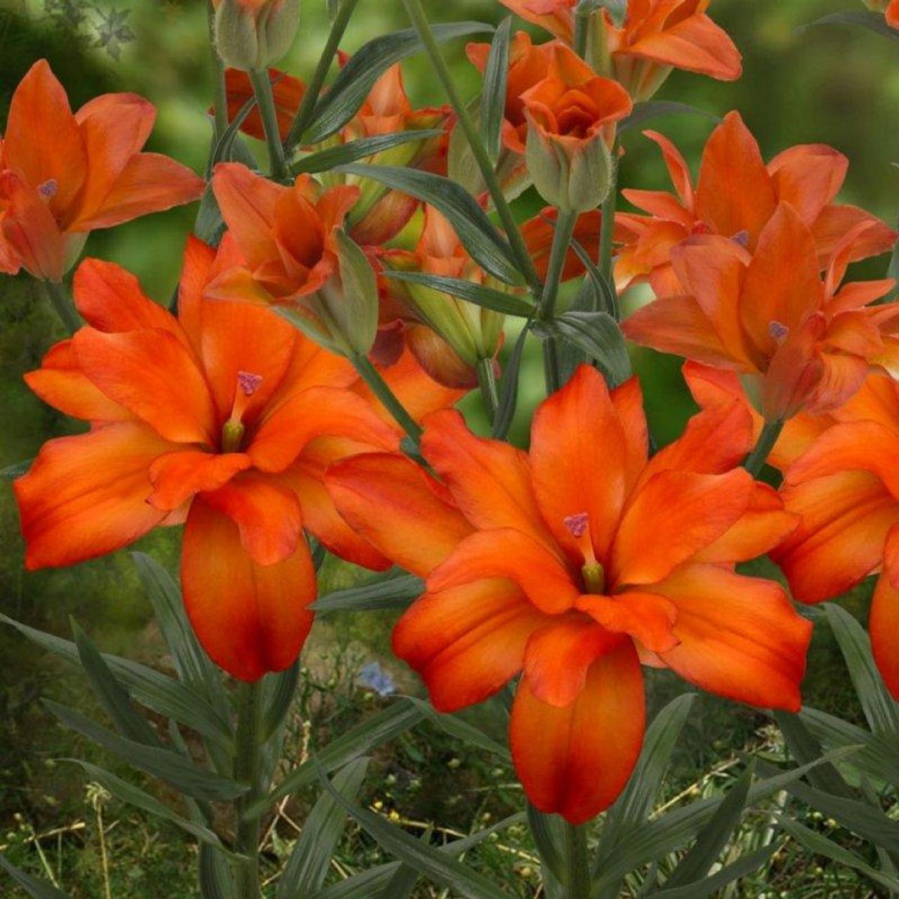 lilium-eagle-eye Lilium 'Eagle Eye' plant