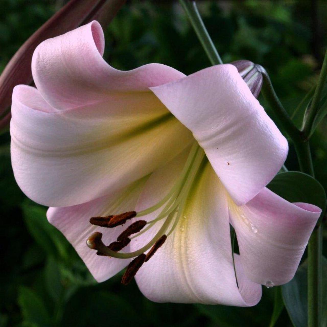 Lilium 'Eastern Moon' plant