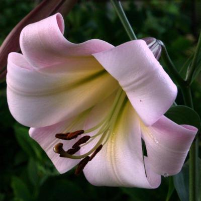 lilium-eastern-moon