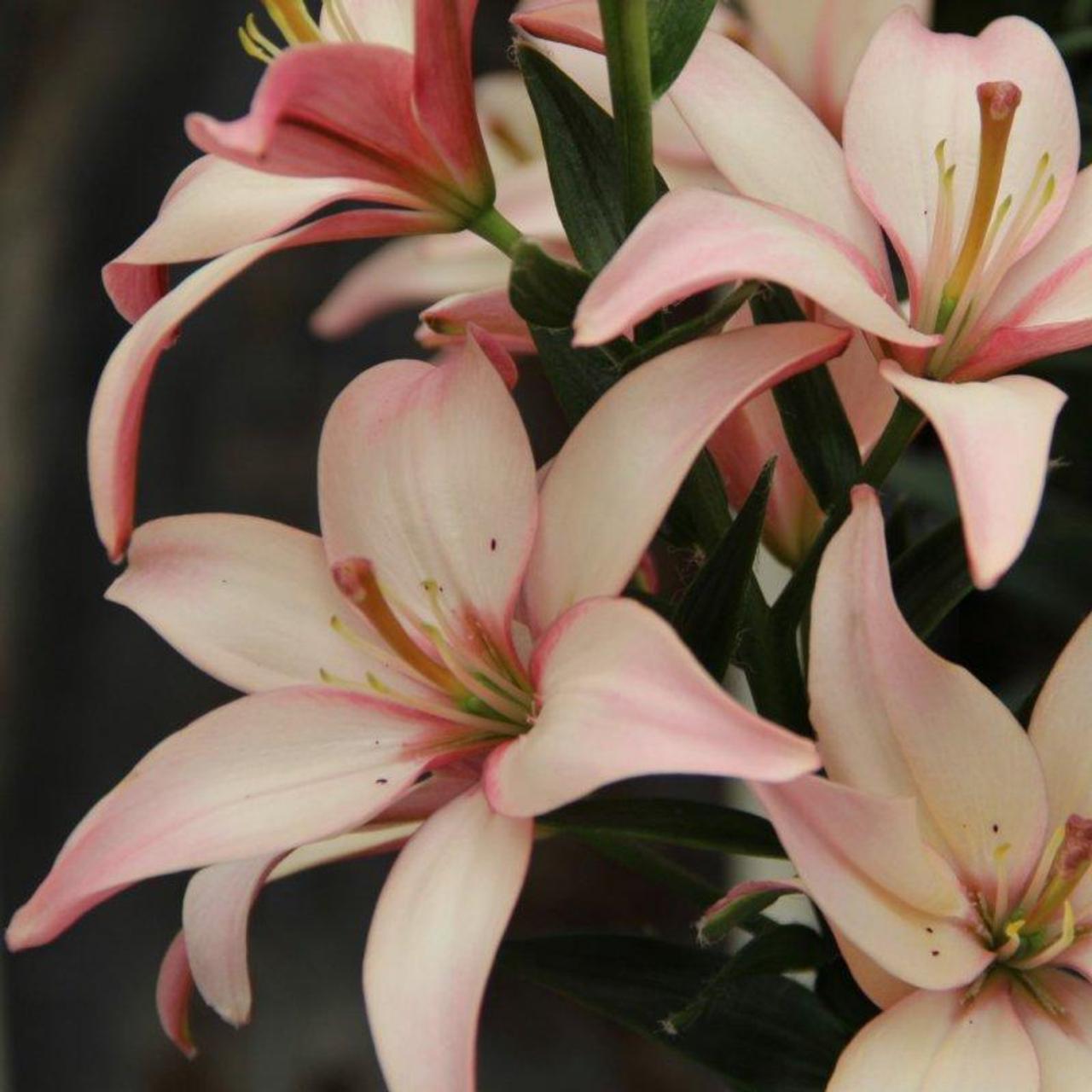 Lilium 'Easy Walz' plant