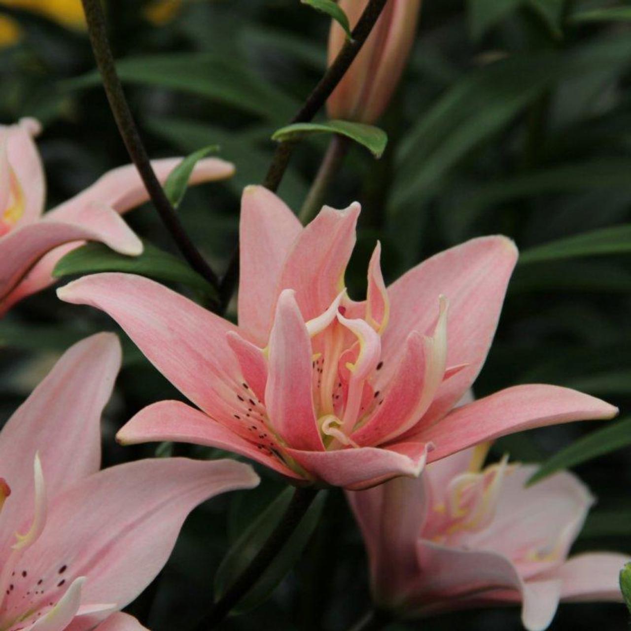 Lilium 'Elodie' plant